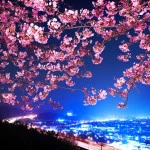 438879_japan_yaponiya_sakura_nochnoj-gorod_panorama_2048x1365_(www.GdeFon.ru)