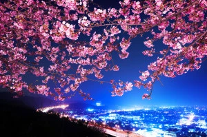 438879_japan_yaponiya_sakura_nochnoj-gorod_panorama_2048x1365_(www.GdeFon.ru)