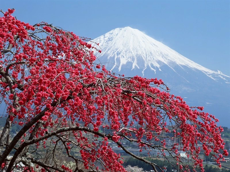 1600fuji_004