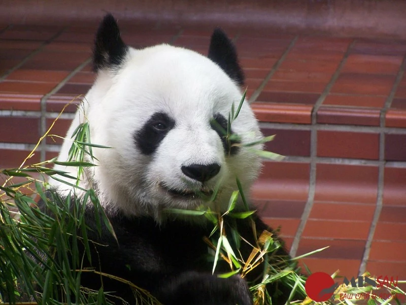 giant_panda_having_lunch