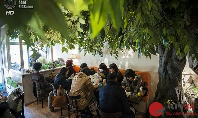 People Appreciate Exotic Birds At Bird Cafe In Tokyo