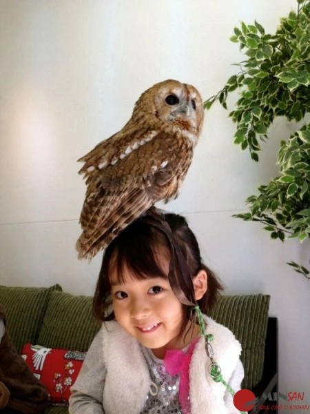 owl-cafes-japan-550x733