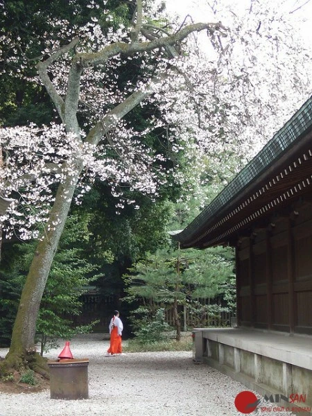 Flower-Girl-Sakura