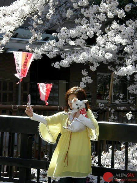 Girl-posing-with-her-dog-and-sakura