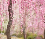 cherry-blossom-sakura-4