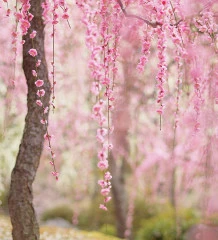 cherry-blossom-sakura-4