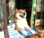 dog-opens-counter-window-shiba-inu-doge-3