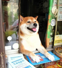 dog-opens-counter-window-shiba-inu-doge-3