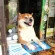 dog-opens-counter-window-shiba-inu-doge-3