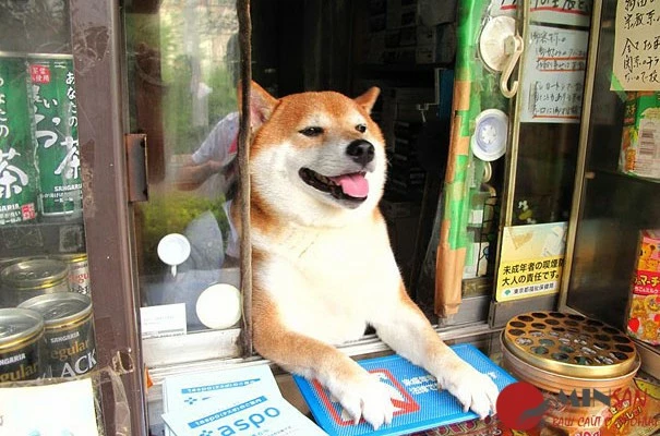 dog-opens-counter-window-shiba-inu-doge-3