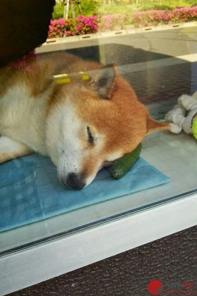 dog-opens-counter-window-shiba-inu-doge-5