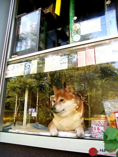 dog-opens-counter-window-shiba-inu-doge-6