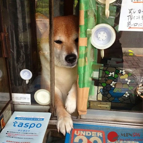 dog-opens-counter-window-shiba-inu-doge-7