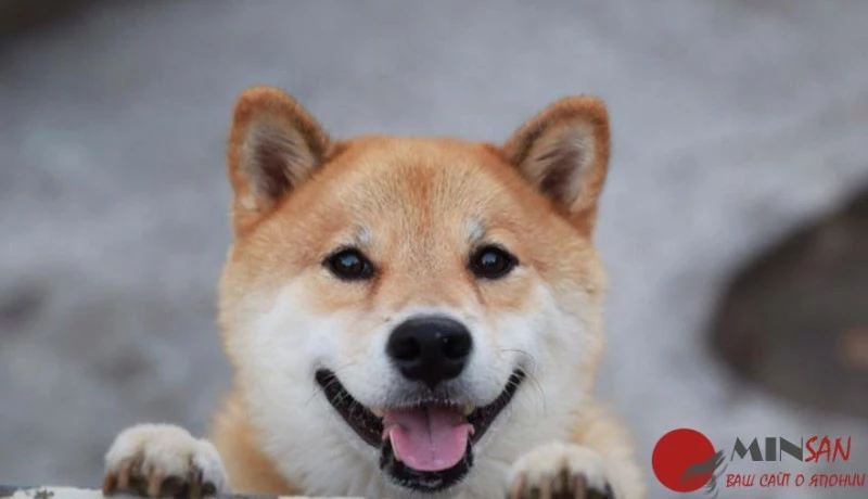 happy-dog-maru-shiba-inu-15