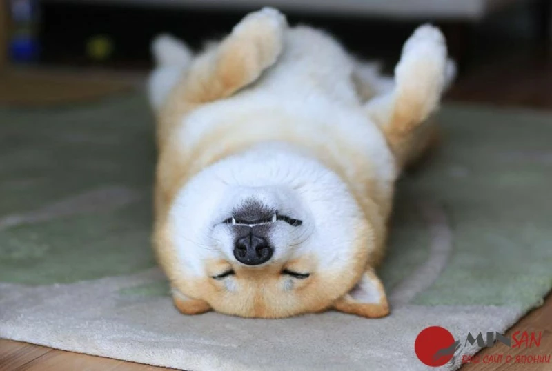 happy-dog-maru-shiba-inu-33