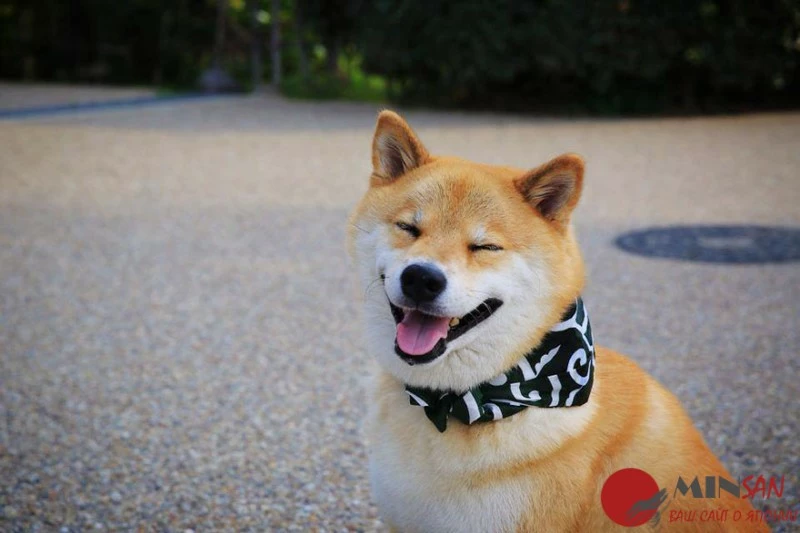 happy-dog-maru-shiba-inu-4