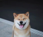 happy-dog-maru-shiba-inu-7