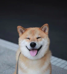 happy-dog-maru-shiba-inu-7