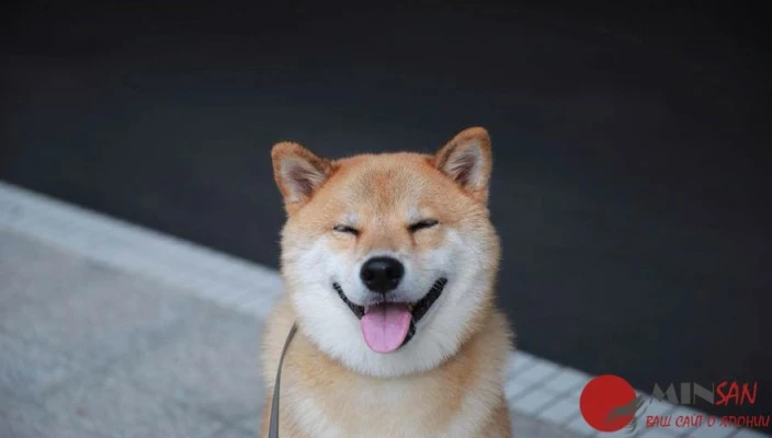 happy-dog-maru-shiba-inu-7