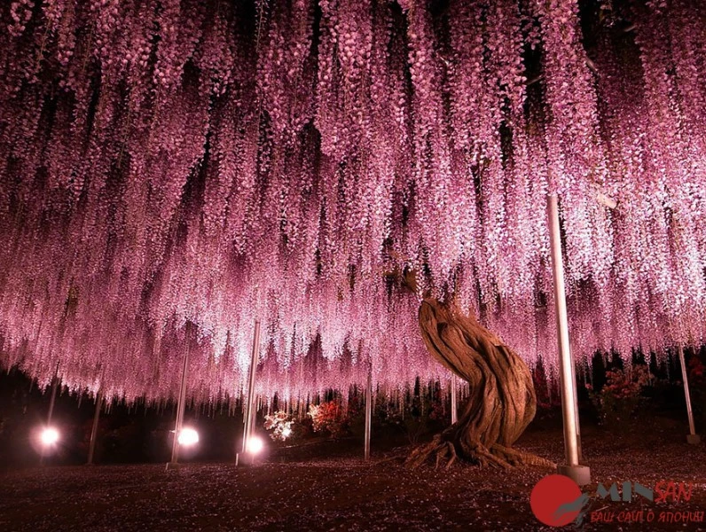 oldest-wisteria-tree-ashikaga-japan-1