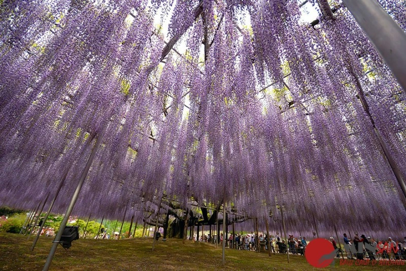 oldest-wisteria-tree-ashikaga-japan-10