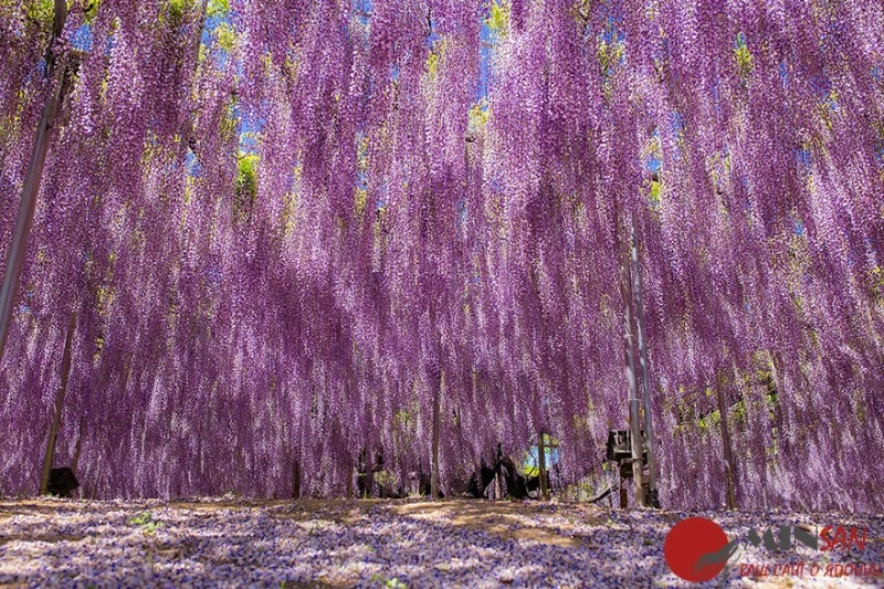 oldest-wisteria-tree-ashikaga-japan-11