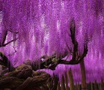 oldest-wisteria-tree-ashikaga-japan-2