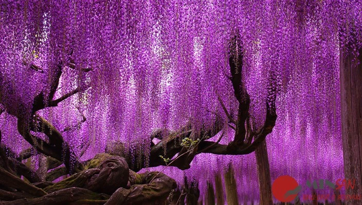 oldest-wisteria-tree-ashikaga-japan-2