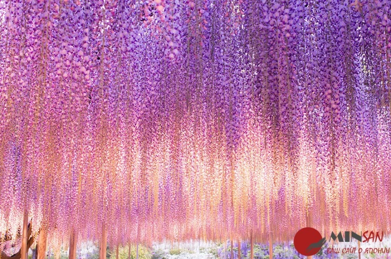 oldest-wisteria-tree-ashikaga-japan-3