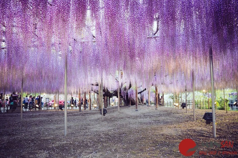 oldest-wisteria-tree-ashikaga-japan-5