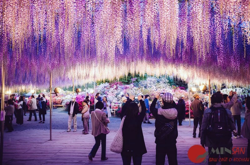 oldest-wisteria-tree-ashikaga-japan-6