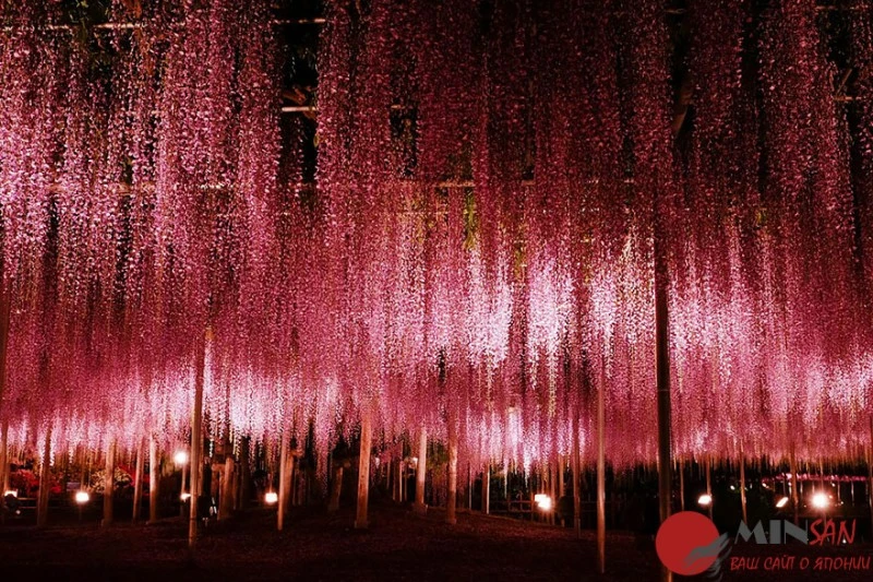 oldest-wisteria-tree-ashikaga-japan-7